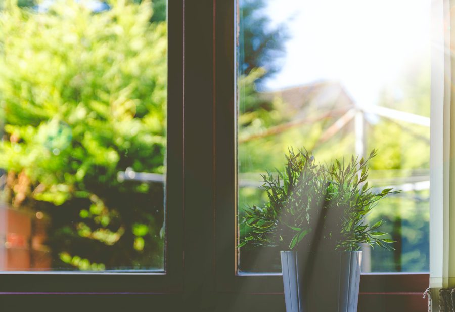 Całoroczne rośliny na balkon – jakie wybrać?